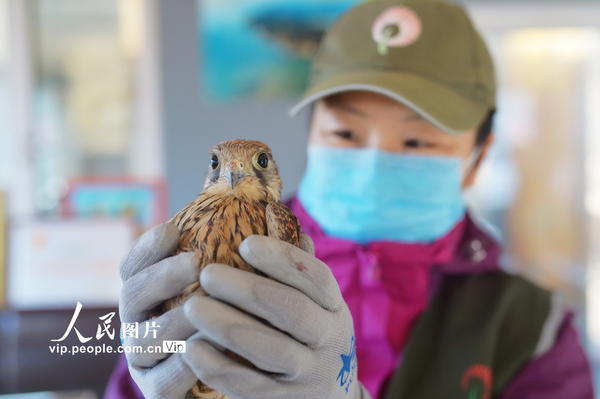 3月2日，青岛市城阳区野生动植物保护协会的志愿者展示一只近期救助的国家二级重点保护动物红隼。